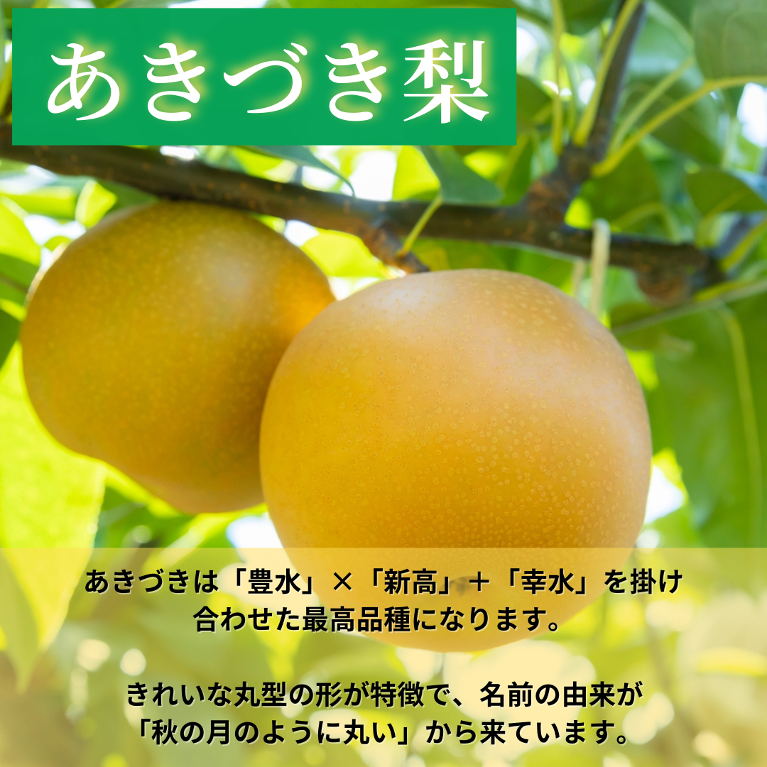 【高級梨】「あきづき」爽やかでスッキリとした上品な甘さ 6~7玉 予約品9月上旬~