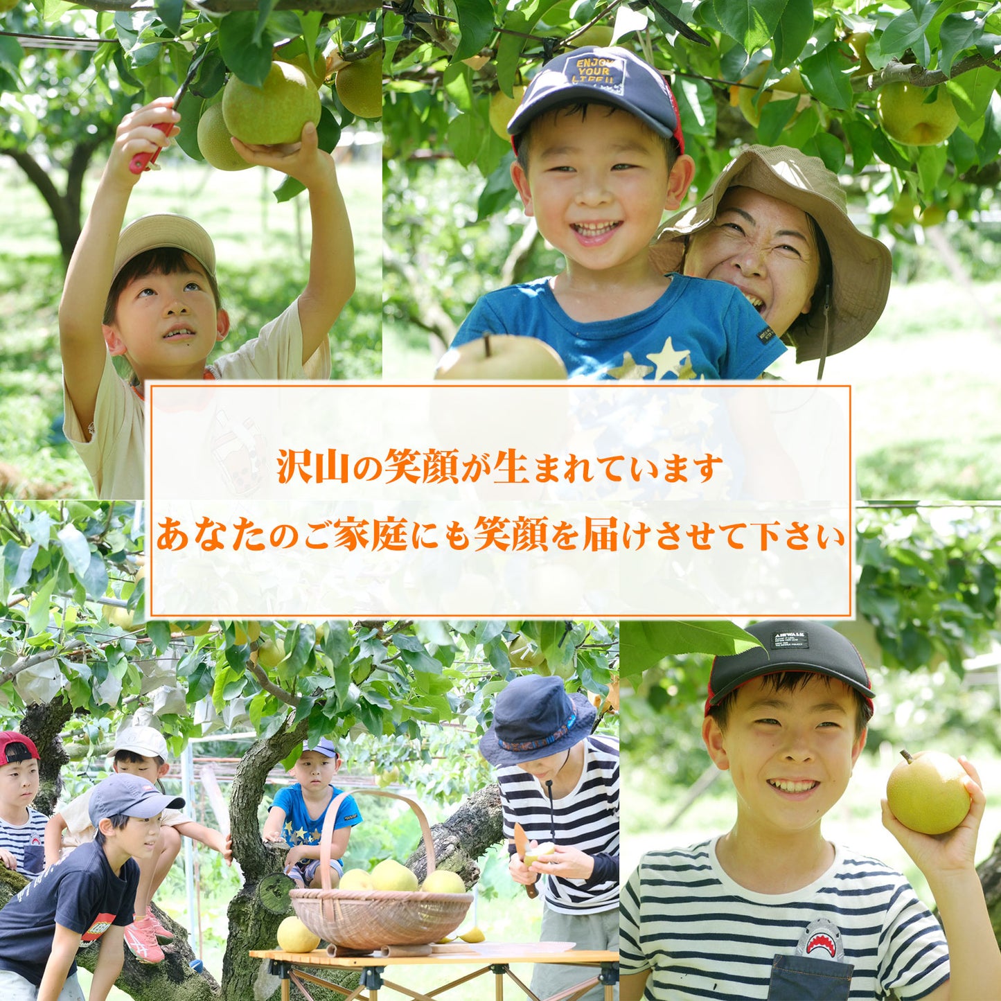 甘くて極上の「豊水梨」ご家族も笑顔がいっぱい♪ 8月中旬頃~発送開始 6~7玉