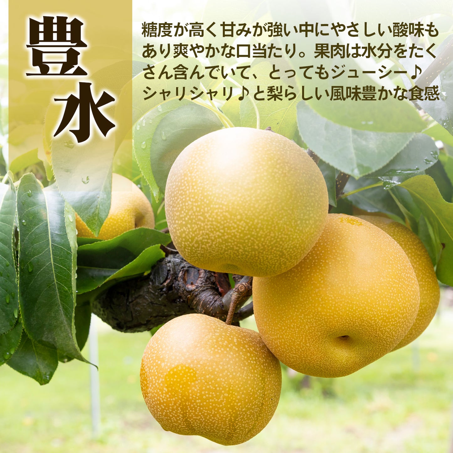 甘くて極上の「豊水梨」ご家族も笑顔がいっぱい♪ 8月中旬頃~発送開始 6~7玉