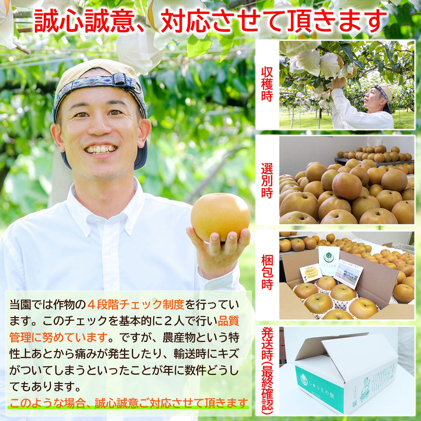 「幸水梨」 スッキリ爽やかな甘味♪ 発送は7月下旬頃~ 6~7玉