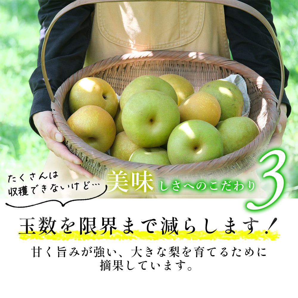 甘くて極上の「豊水梨」ご家族も笑顔がいっぱい♪ 8月中旬頃~発送開始 6~7玉