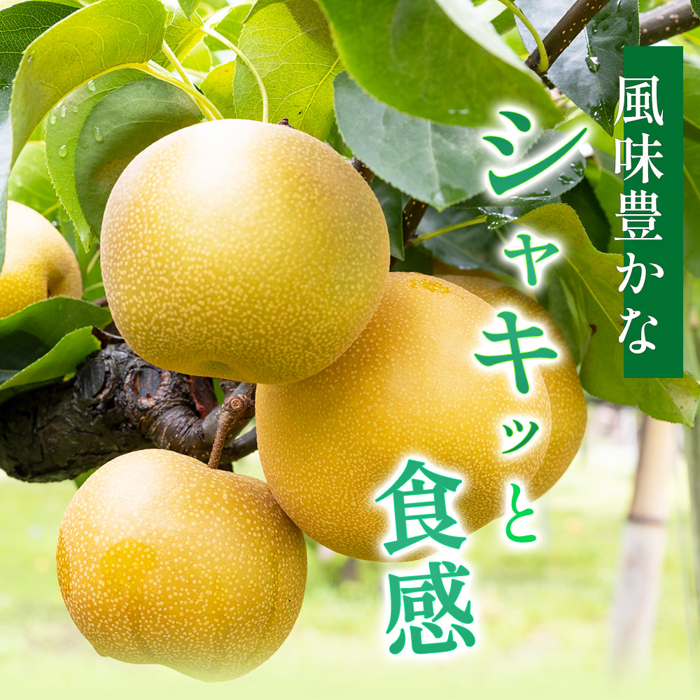 甘くて極上の「豊水梨」ご家族も笑顔がいっぱい♪ 8月中旬頃~発送開始 6~7玉