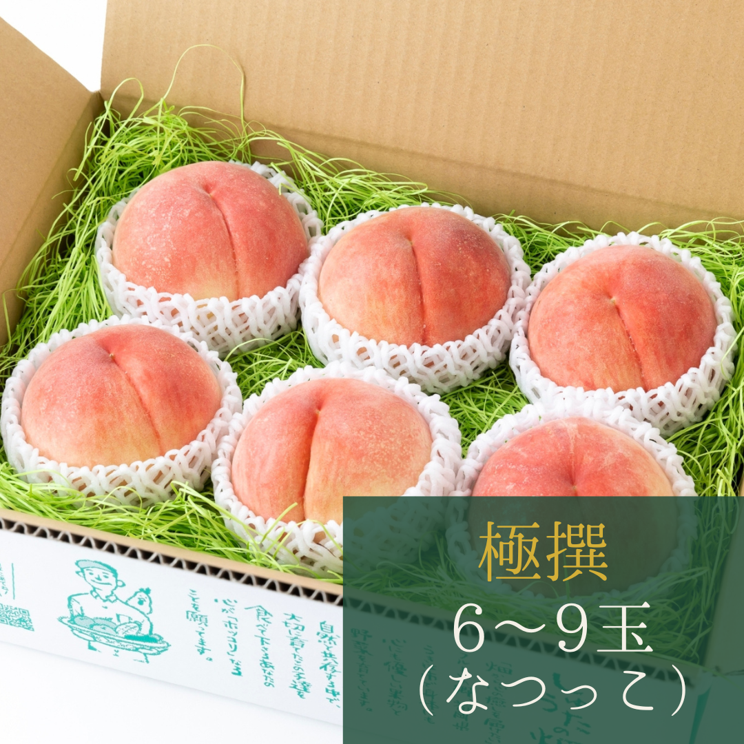 【限定5箱】白桃【極撰なつっこ】6～9玉　7月下旬頃お届け　甘味、酸味、香りの三拍子をお楽しみ下さい