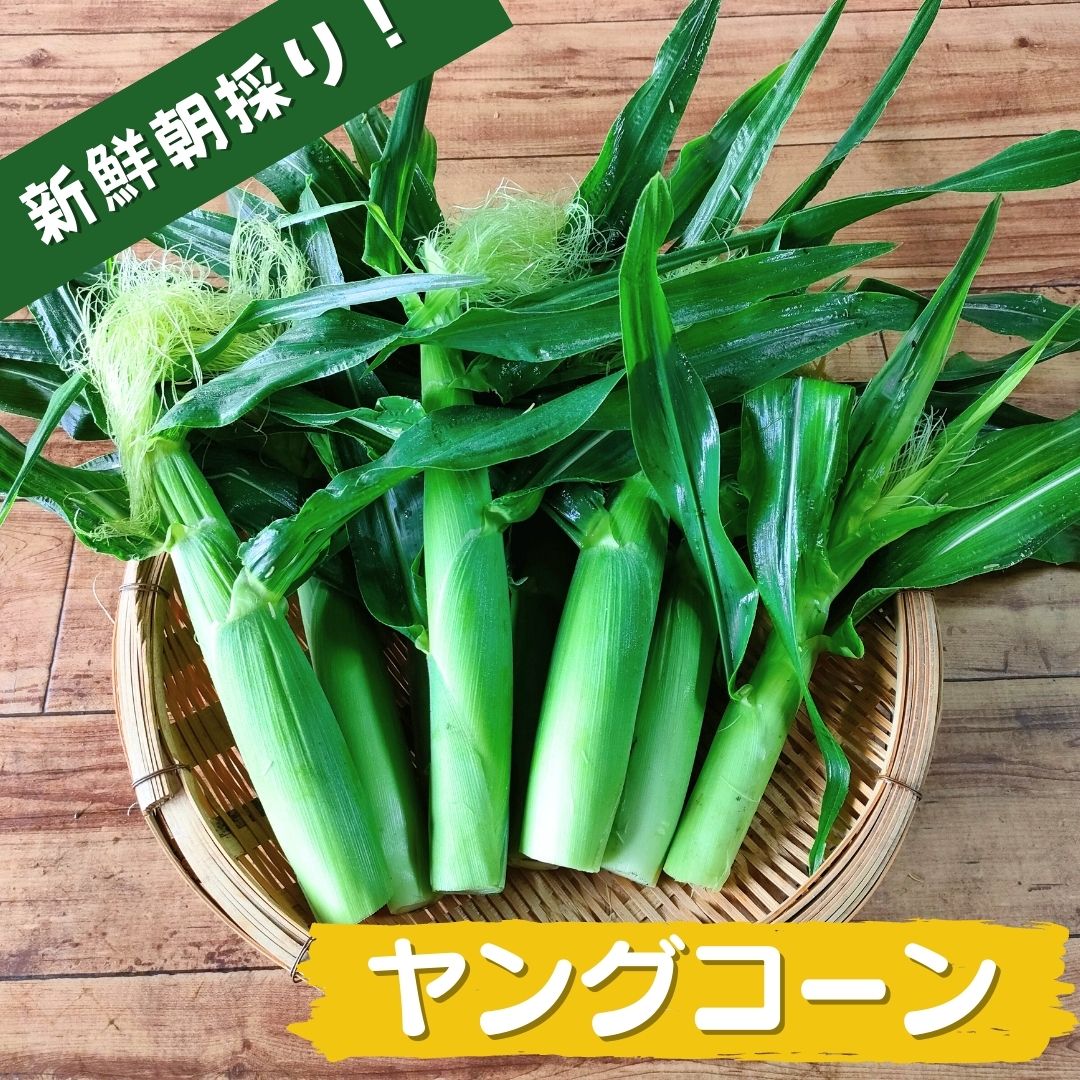 【今の時期 限定！！】旬の朝採り新鮮ヤングコーン 15~20本入り 【送料無料】