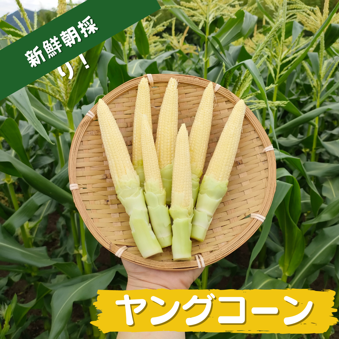 【今の時期 限定！！】旬の朝採り新鮮ヤングコーン 15~20本入り 【送料無料】