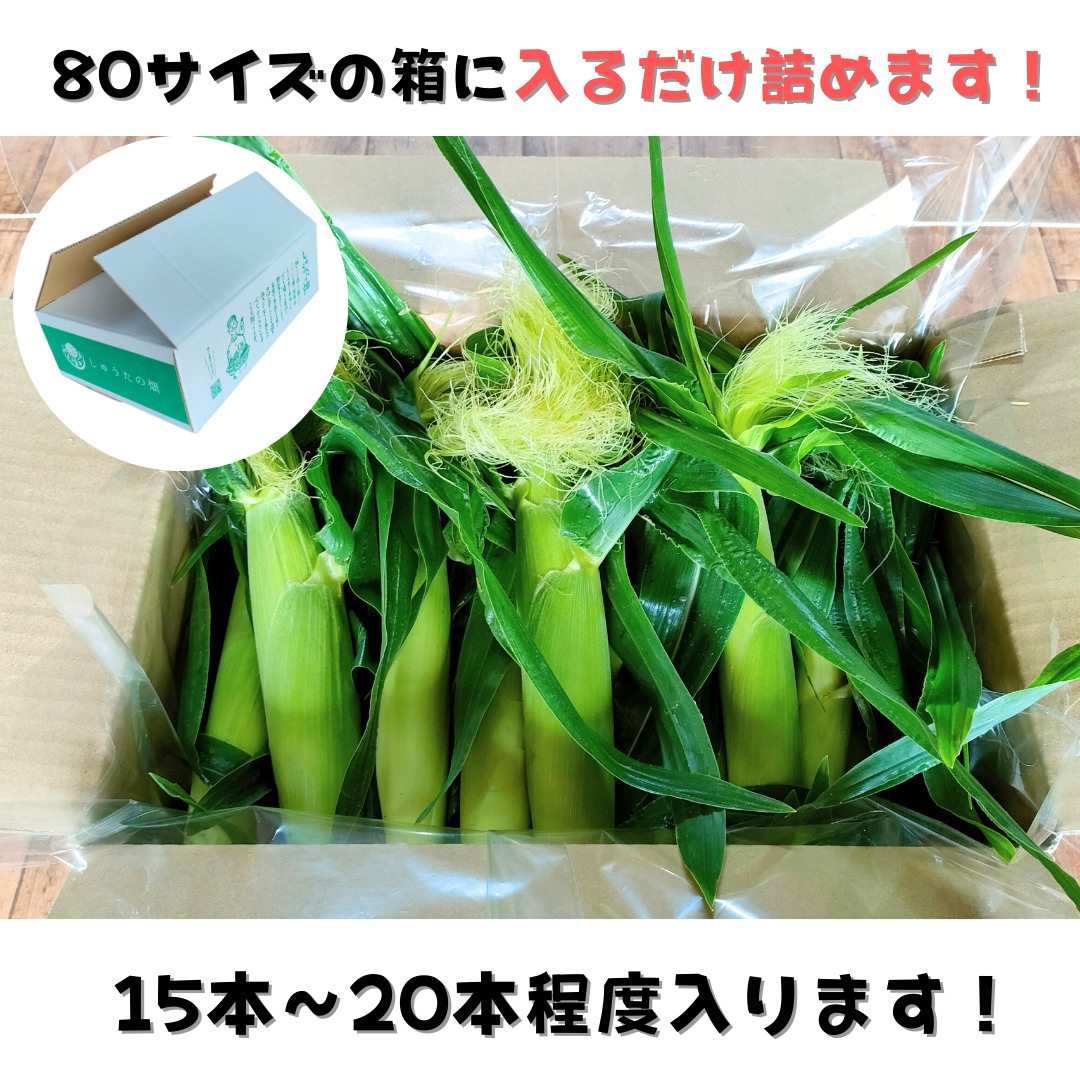 【今の時期 限定！！】旬の朝採り新鮮ヤングコーン 15~20本入り 【送料無料】