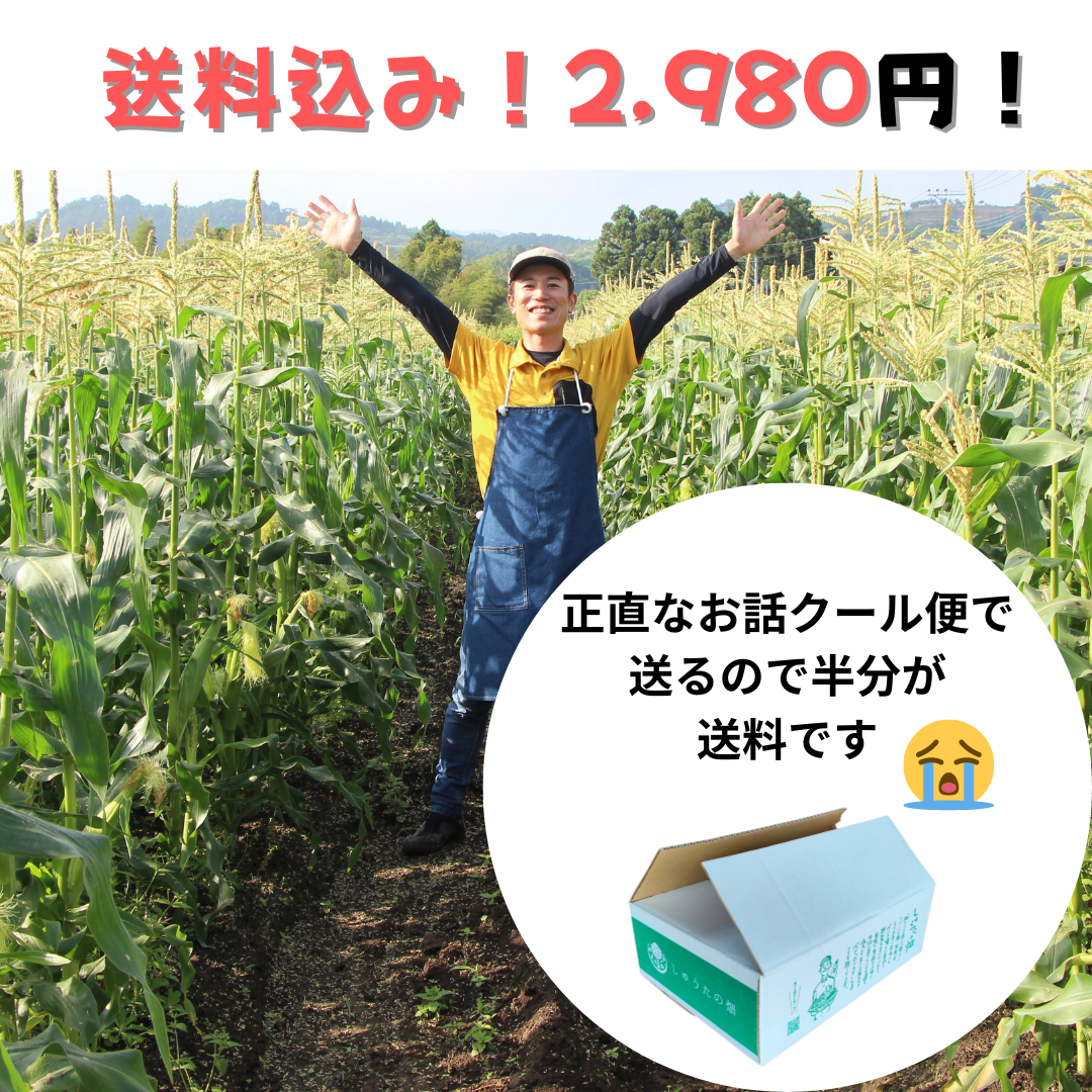 【今の時期 限定！！】旬の朝採り新鮮ヤングコーン 15~20本入り 【送料無料】