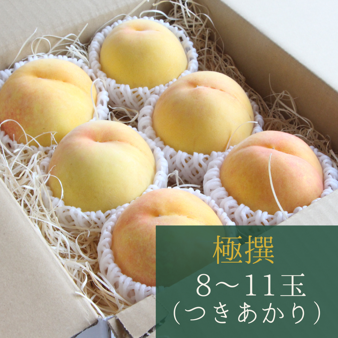 【限定5箱】黄桃【極撰つきあかり】8玉～11玉　7月下旬頃お届け　黄色い桃！まるでマンゴー！　とろける美味しさ