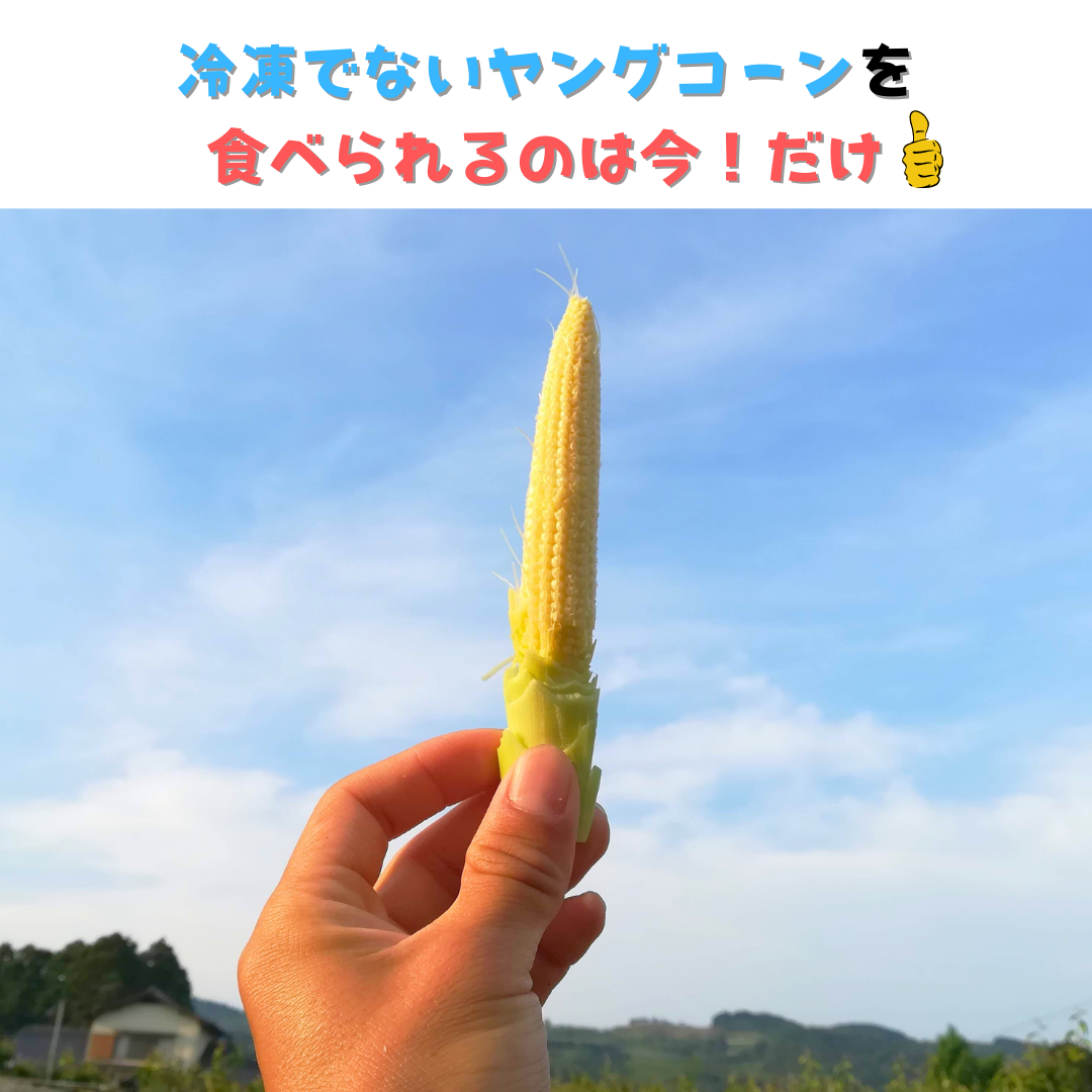 【今の時期 限定！！】旬の朝採り新鮮ヤングコーン 15~20本入り 【送料無料】