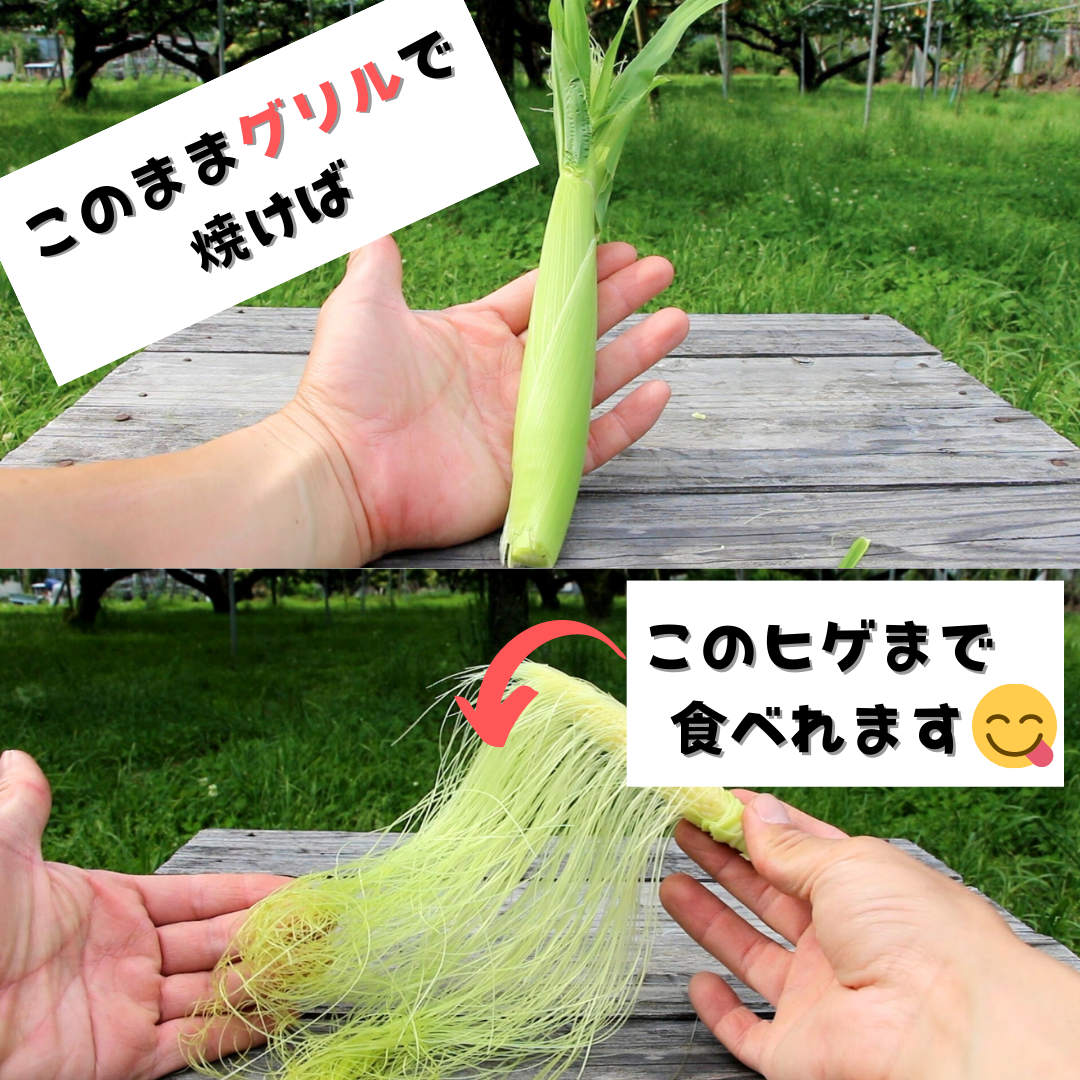 【今の時期 限定！！】旬の朝採り新鮮ヤングコーン 15~20本入り 【送料無料】