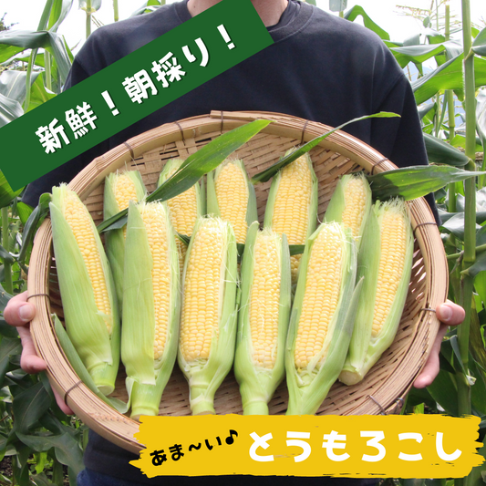 【予約開始！】あま～い♪超新鮮とうもろこし🌽【１０本入り】朝採りプリプリのとうもろこしを畑からお届け🌽