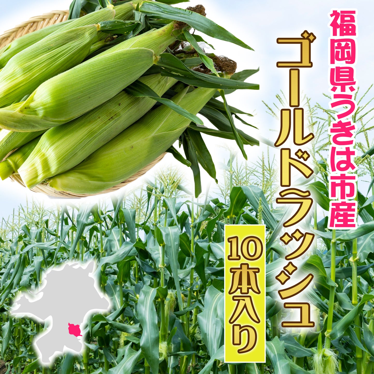 【予約開始！】あま～い♪超新鮮とうもろこし🌽【１０本入り】朝採りプリプリのとうもろこしを畑からお届け🌽