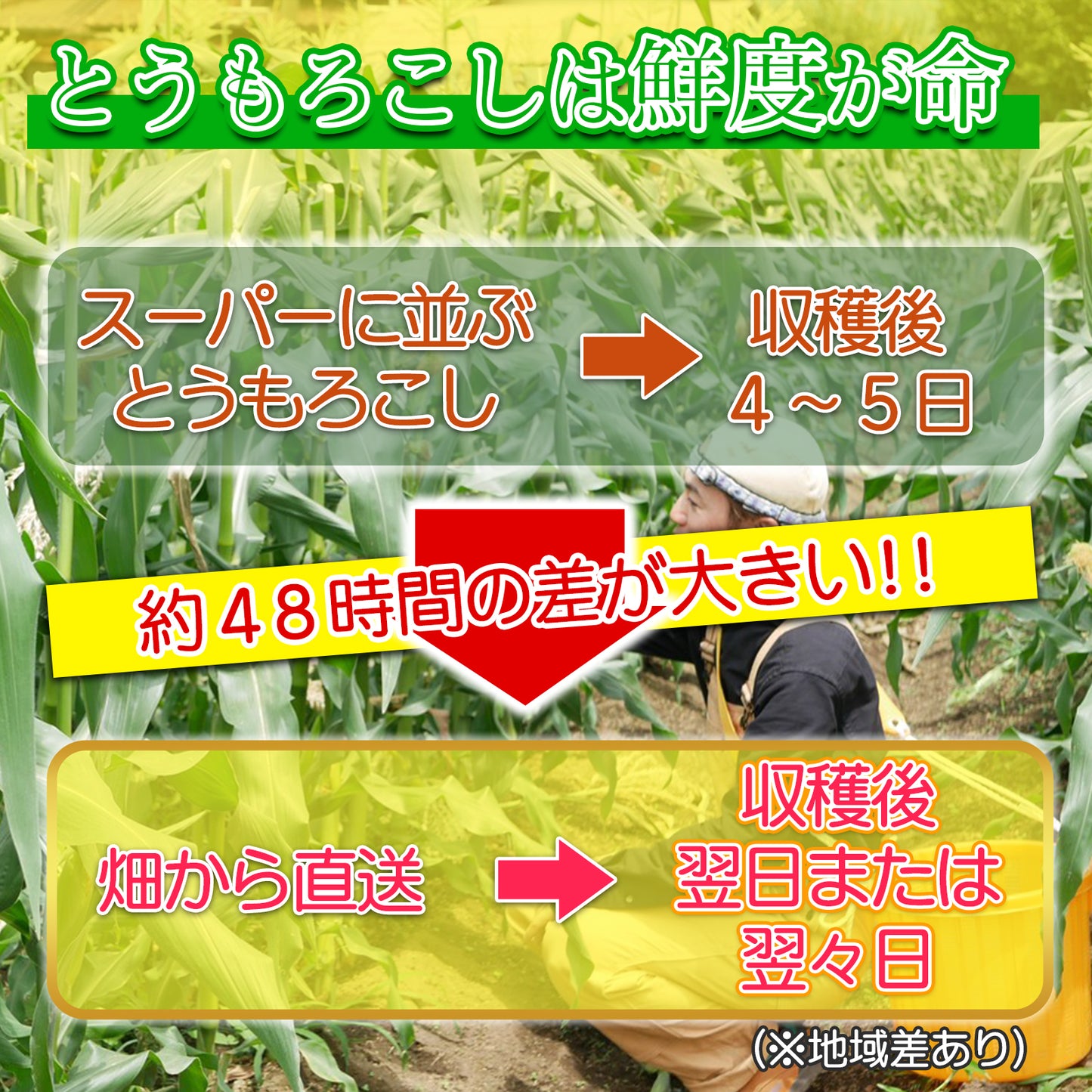 【予約開始！】あま～い♪超新鮮とうもろこし🌽【１０本入り】朝採りプリプリのとうもろこしを畑からお届け🌽