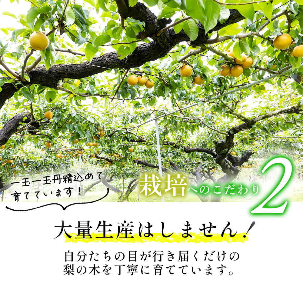 ありがとうを伝える梨BOX♪「幸水梨」 スッキリ爽やかな甘味♪  発送は７月下旬頃～　 6～7玉